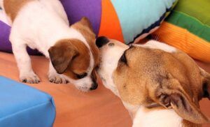 Terapias energéticas animales
